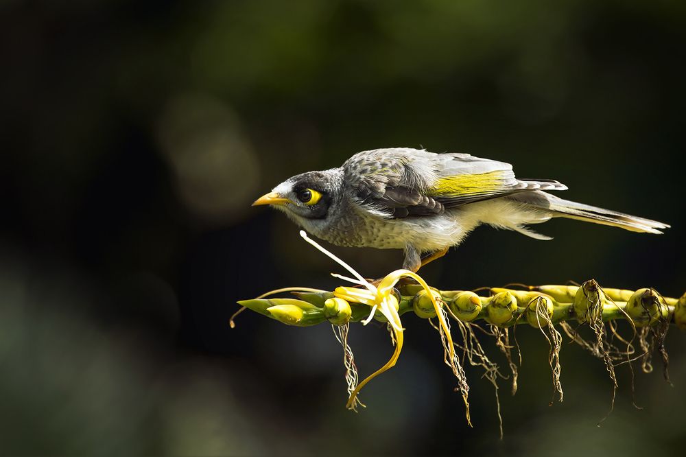 Крикливый медосос