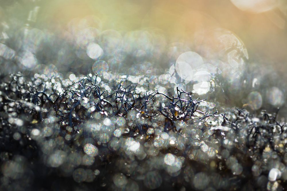 Макротундра