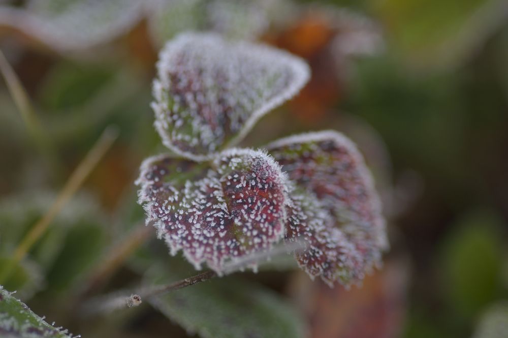Первые заморозки