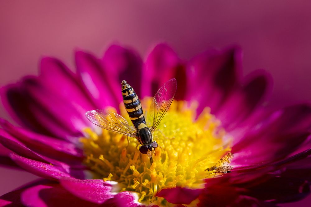 Фотография автора Dolli Pogrebnaya