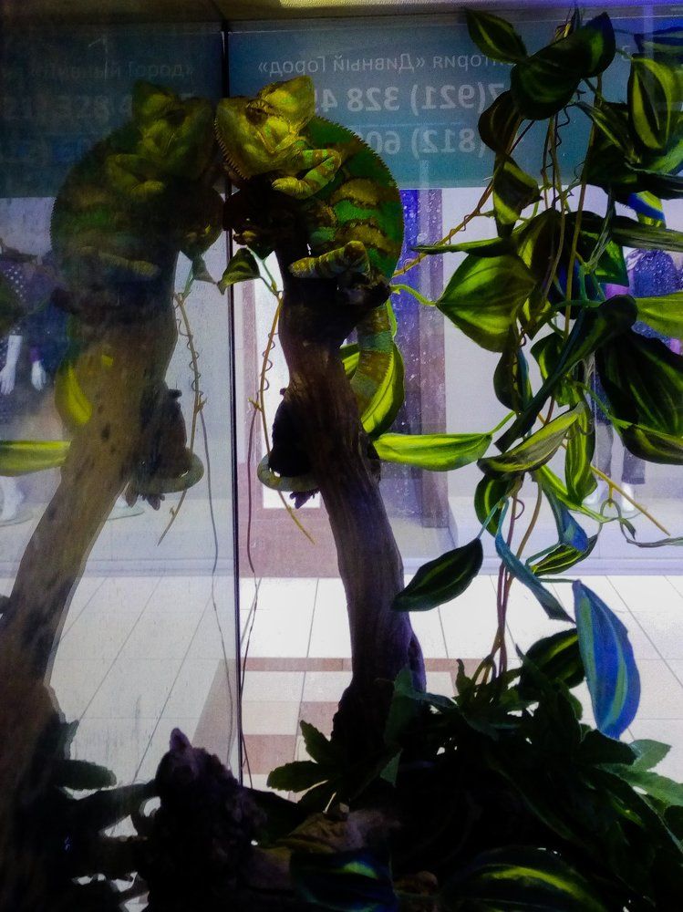 Житель торгового комплекса.