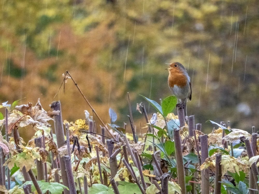 Singin’ in the rain