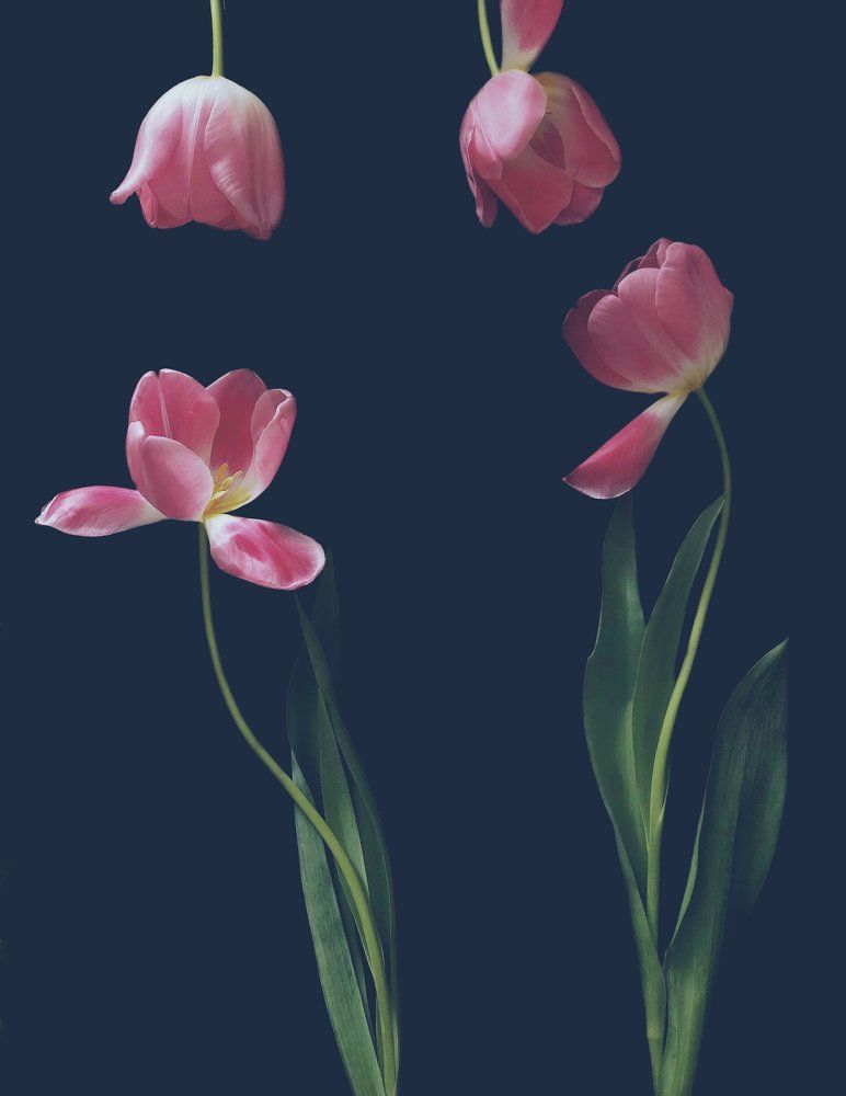 Tulips dance