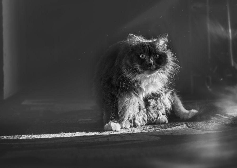 Фотография автора Сигидова Ирина