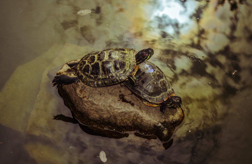 На солнышке