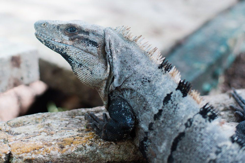 Portrait from iguana's island