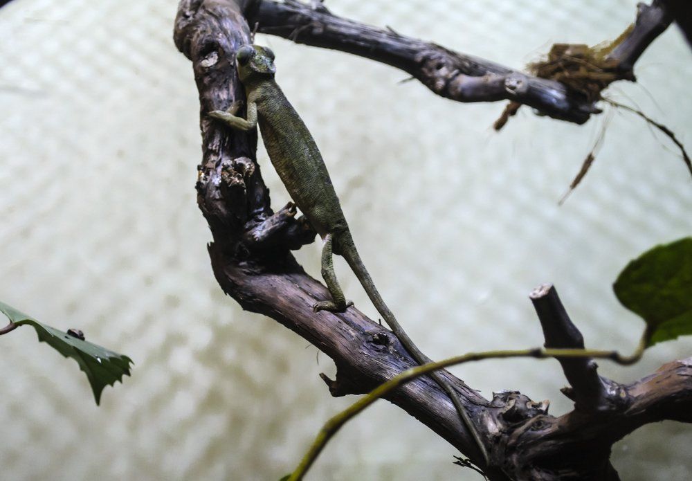 Хамелеончик