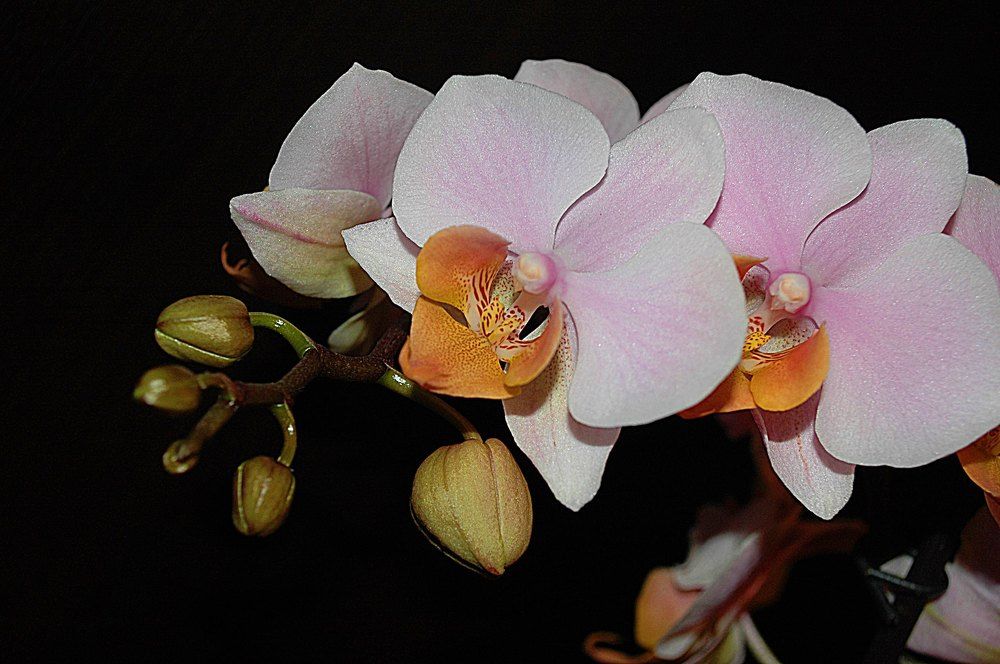 Photograph by Bocse Angela - Codrina