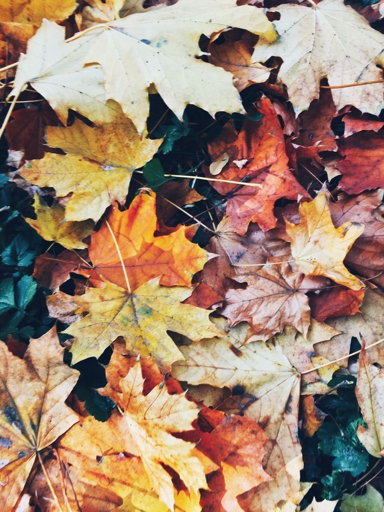 Autumn
