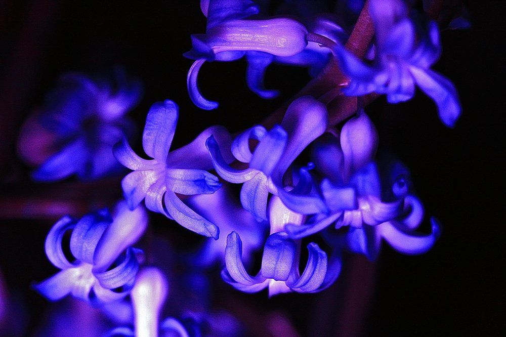 Танго-гиацинт