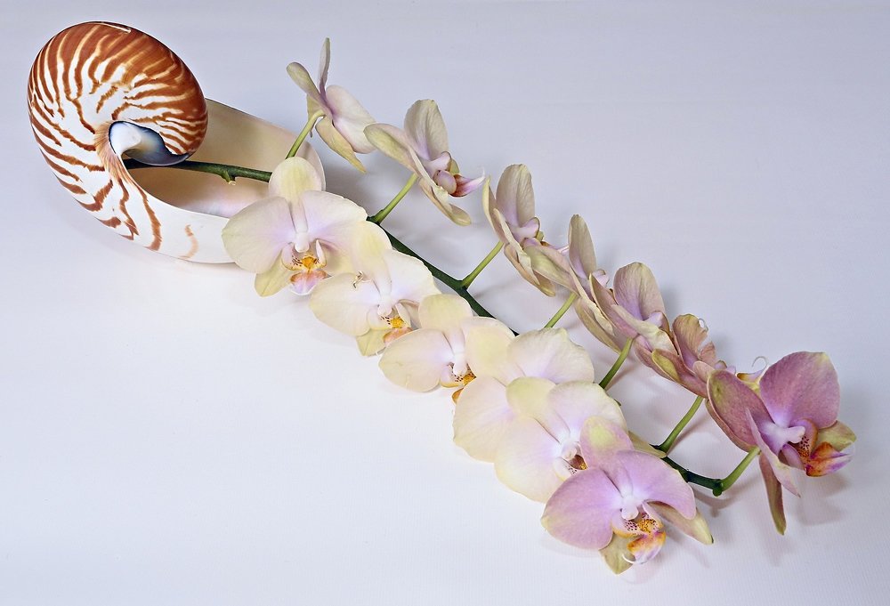 Наутилус - 13