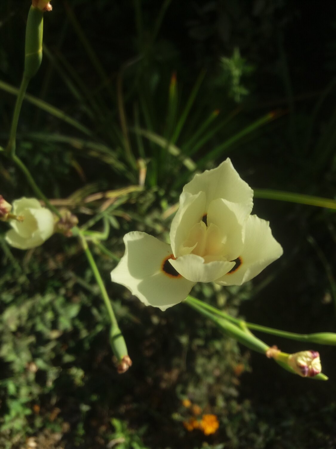 flor