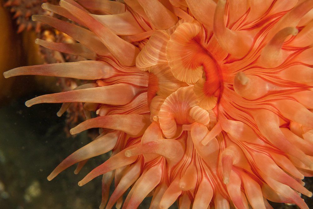 Цветок северного моря (актиния)