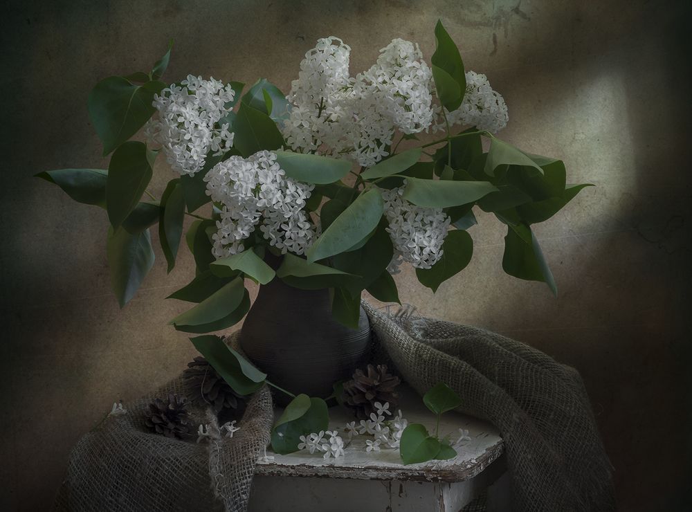 Белая сирень