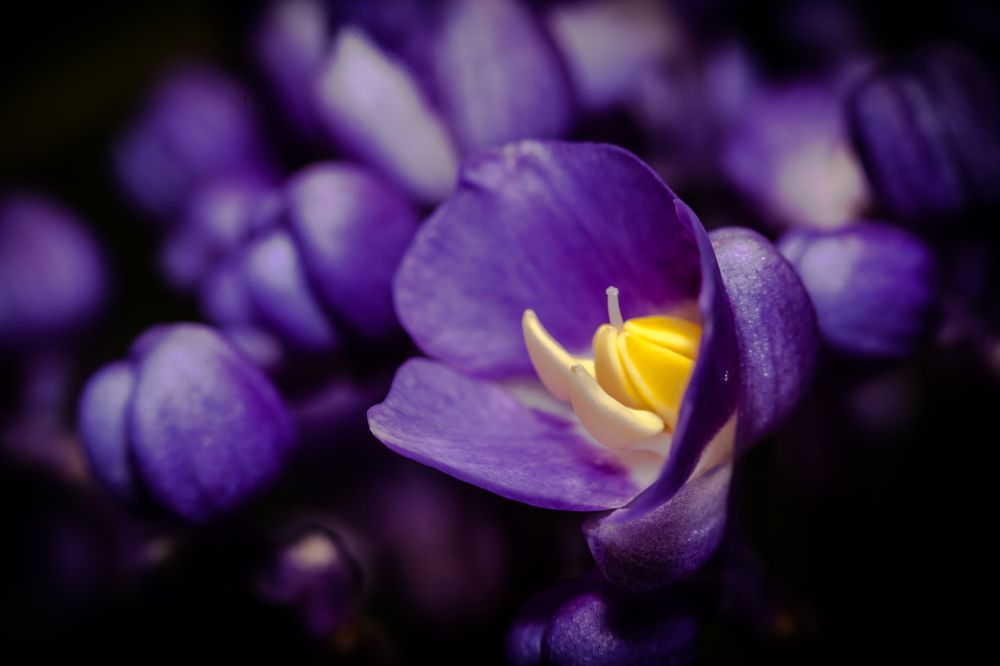 Dichorisandra Thyrsiflora