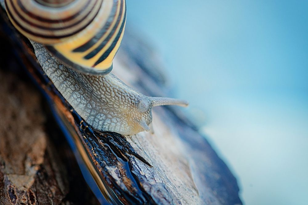 Сумеречный гость