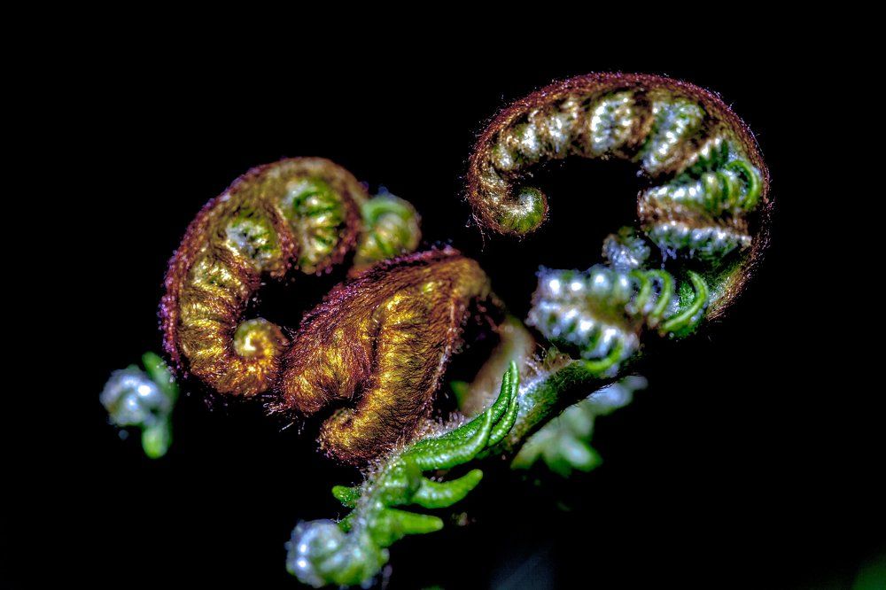 Hypericum grandifolium