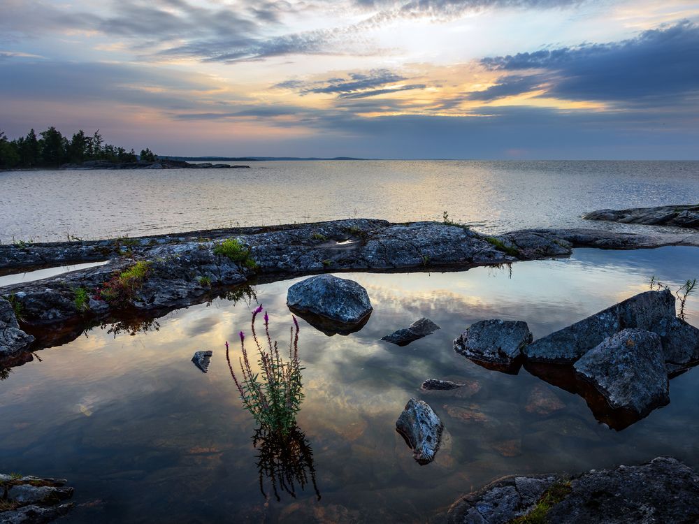Цветёт шалфей в лучах заката