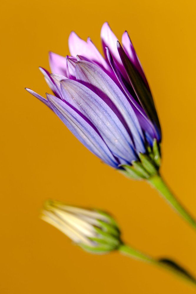 Photograph by Jose Luis Mendez Fernandez