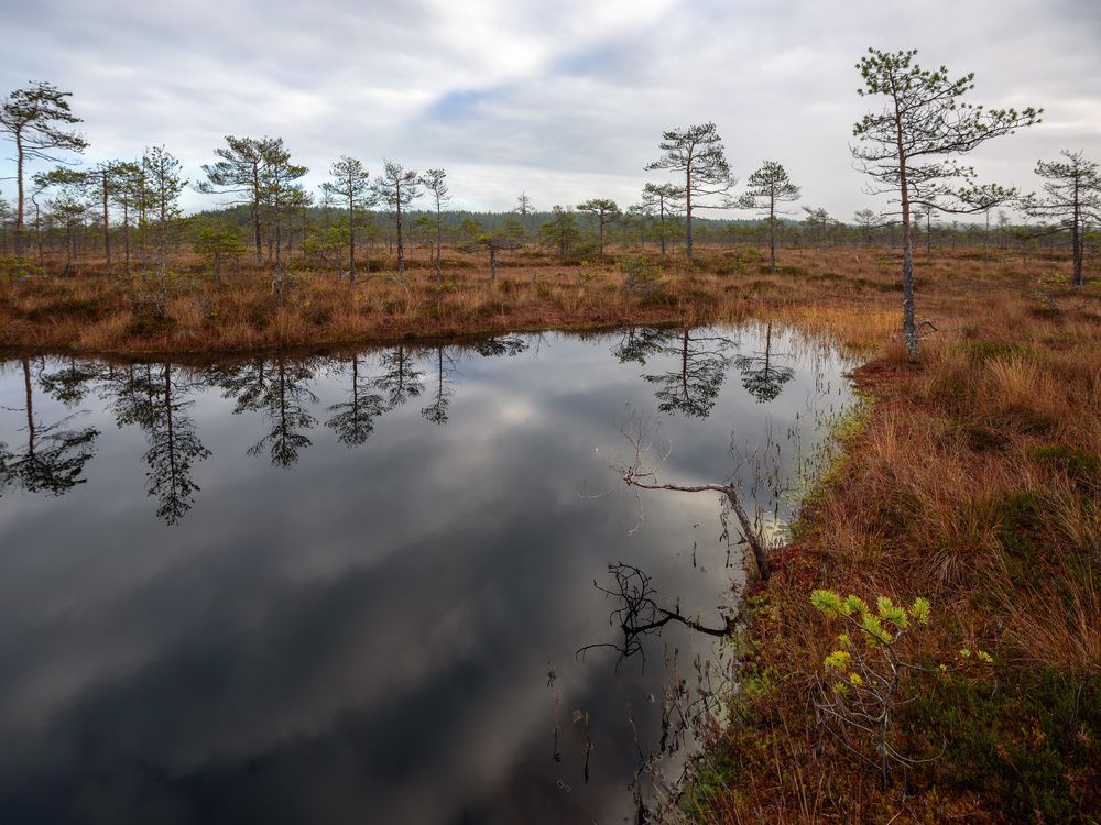 На Озёрском болоте
