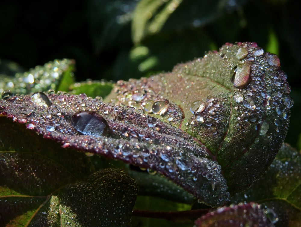 Мои драгоценности