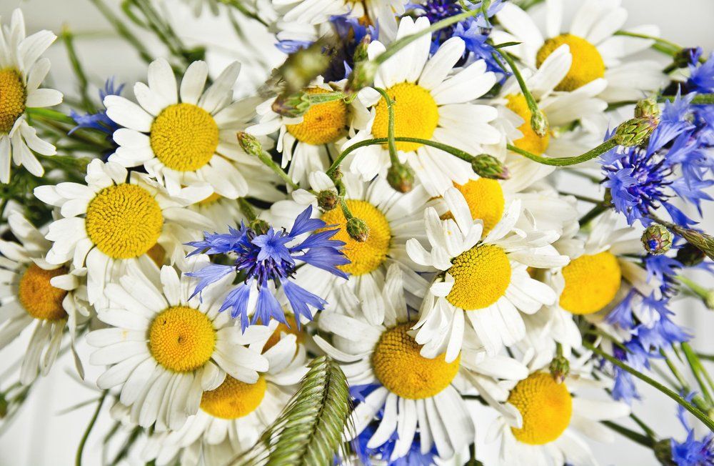 Нежность в цвете.