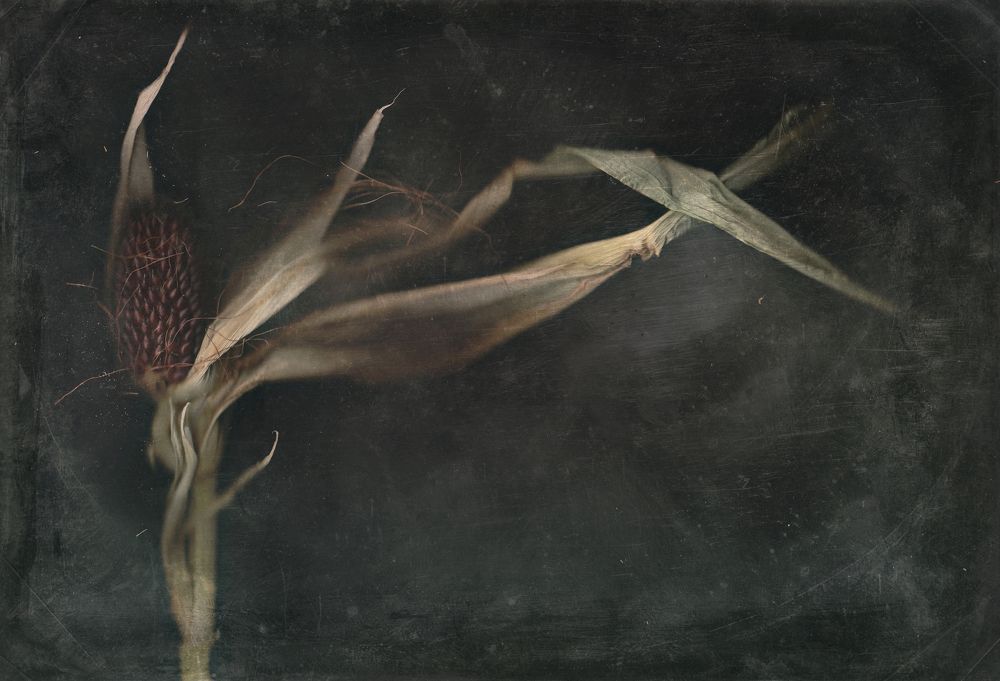 Призраки природы