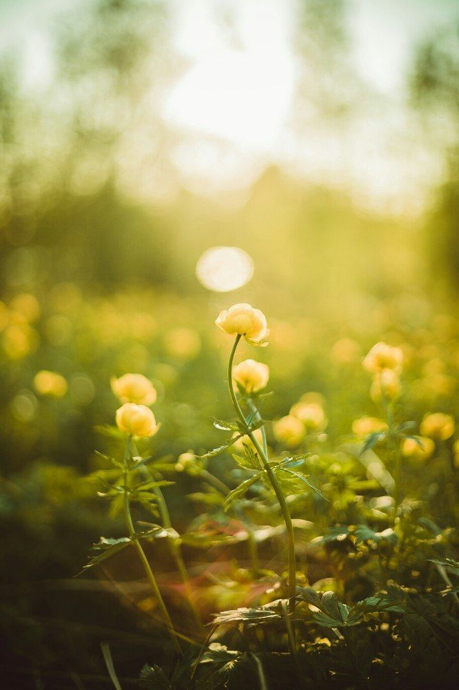 В свете солнца