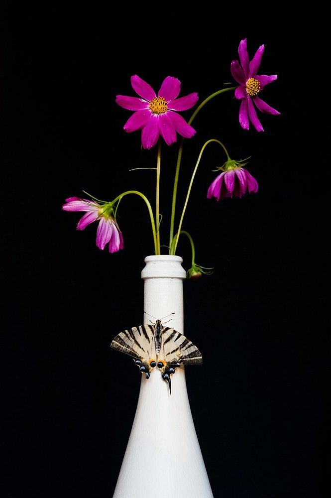 Космеи и бабочка