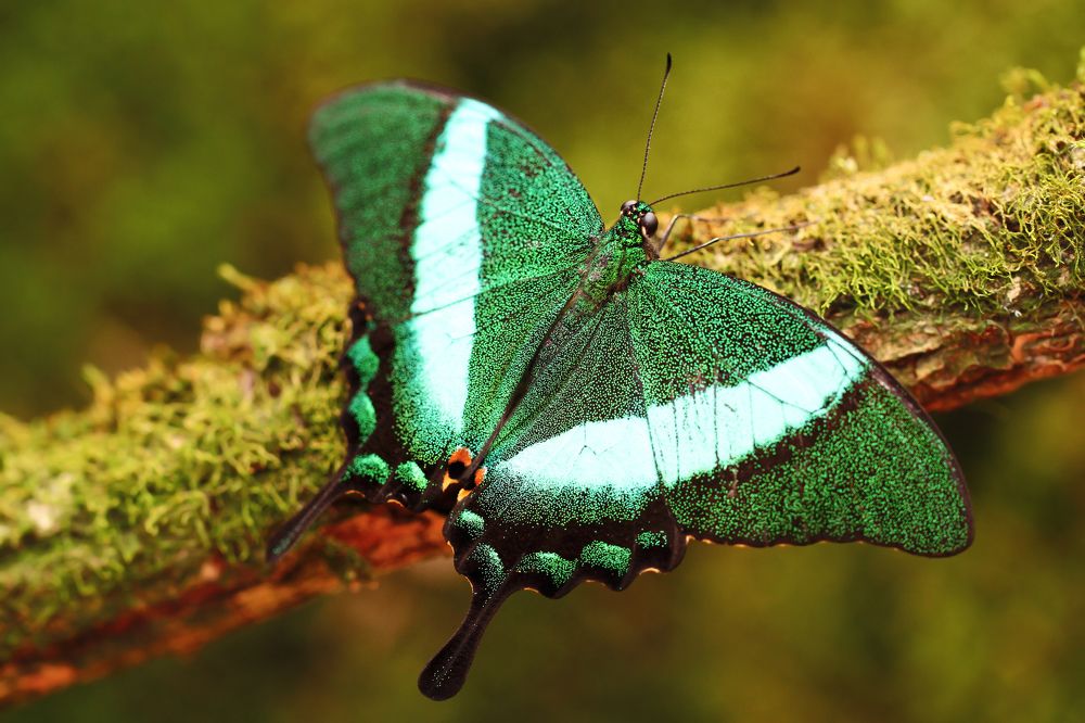 Лесной изумруд