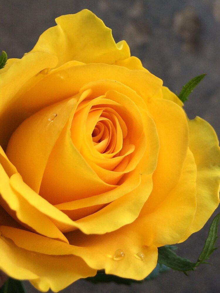 The yellow beauty