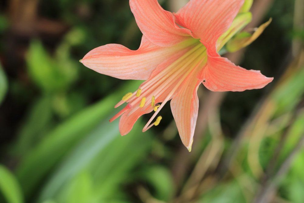 The unknown flower