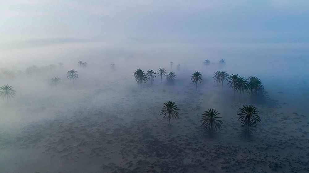 Fog on the Desert