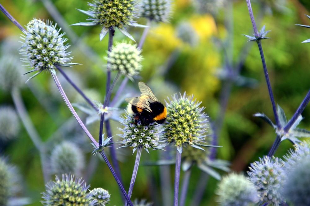 Люблю аромат цветов