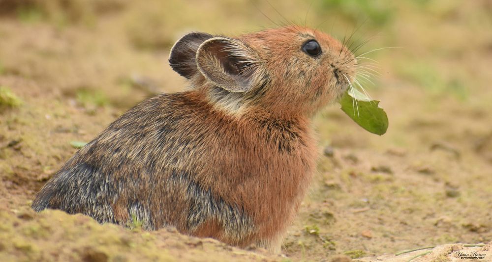 wildlife photography