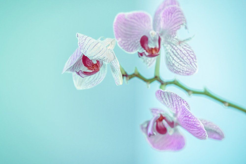 Фотография автора A.M. Photo