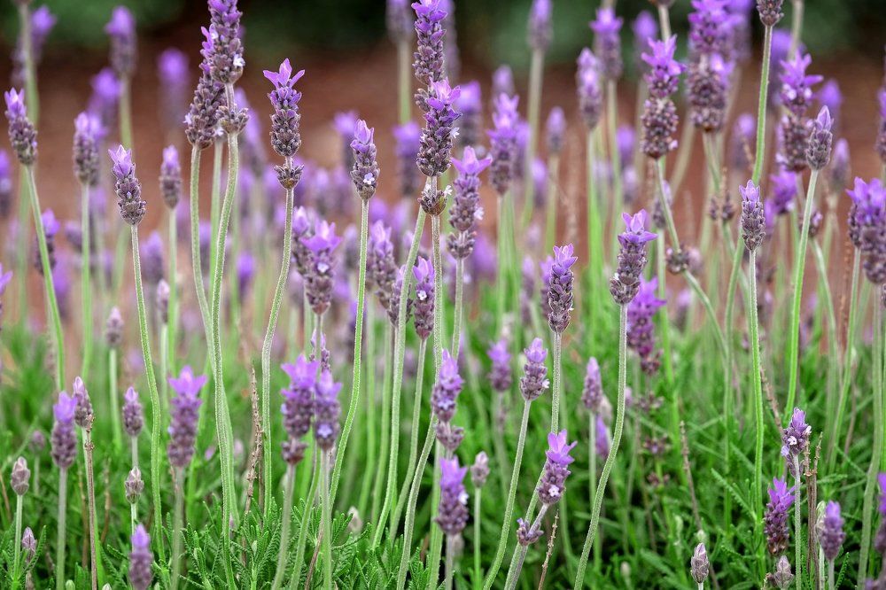 Фотография автора A.M. Photo