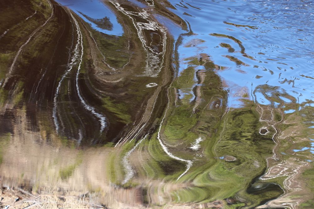 Длинноножки