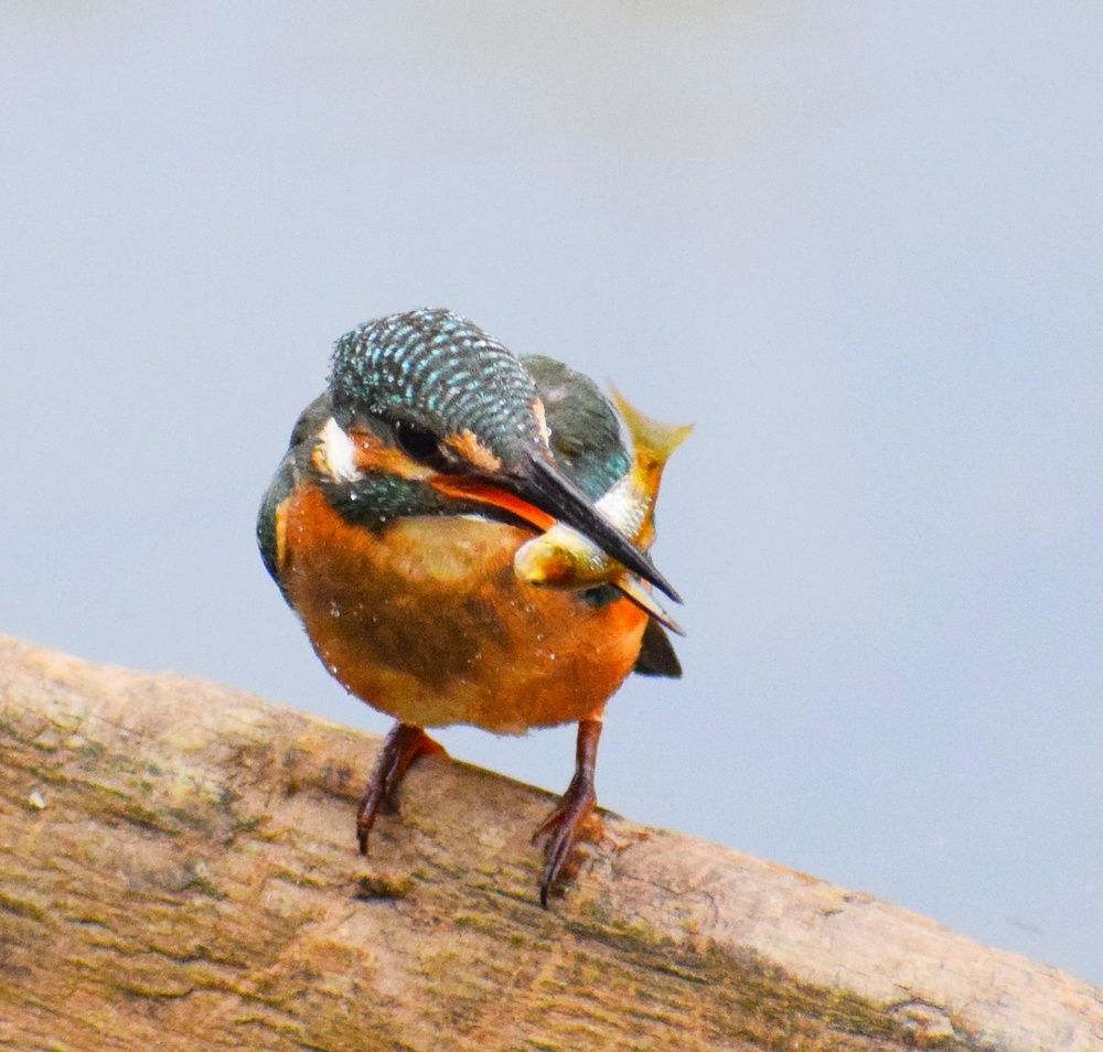 Photograph by Rouf Ahmad Rather