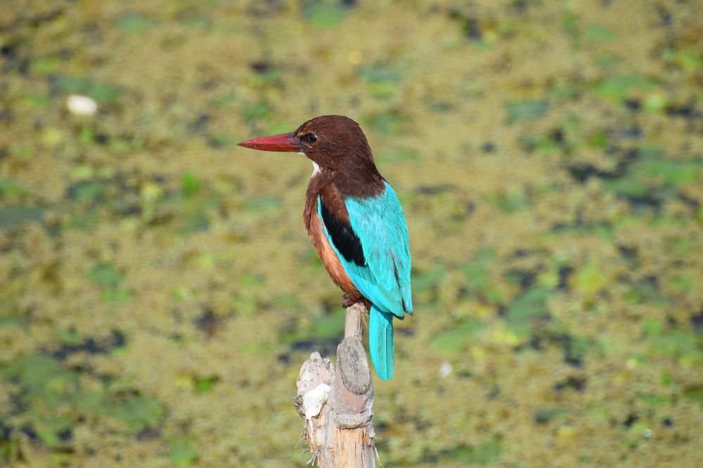 Photograph by Rouf Ahmad Rather