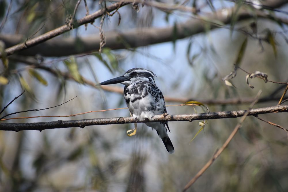 Photograph by Rouf Ahmad Rather