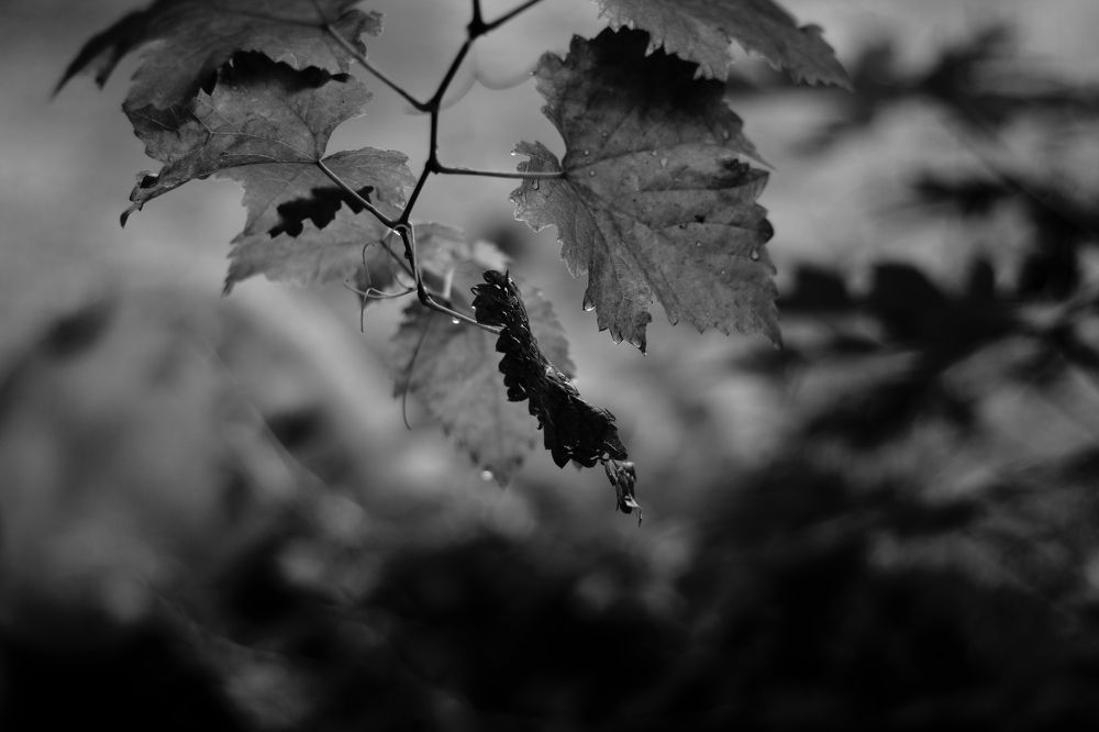 black leaf