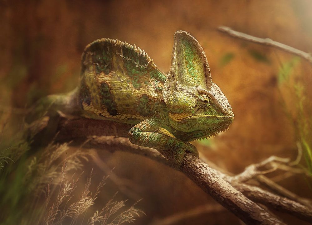 Photograph by Svetlana S.