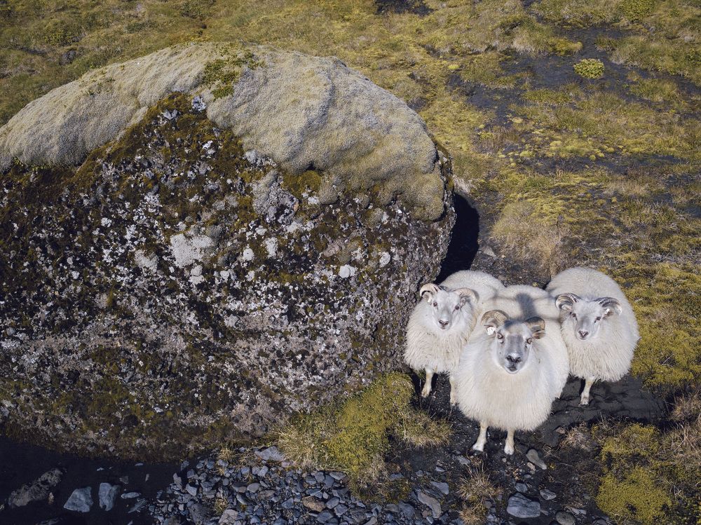 Sheeps