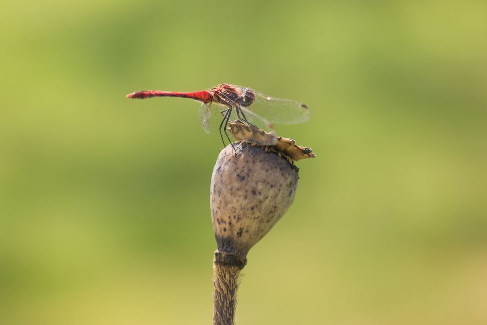 Photograph by Людмила Кузьменко
