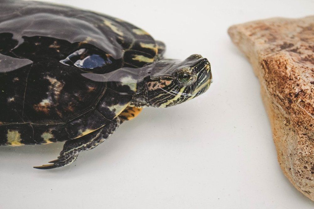 Красноухая черепаха