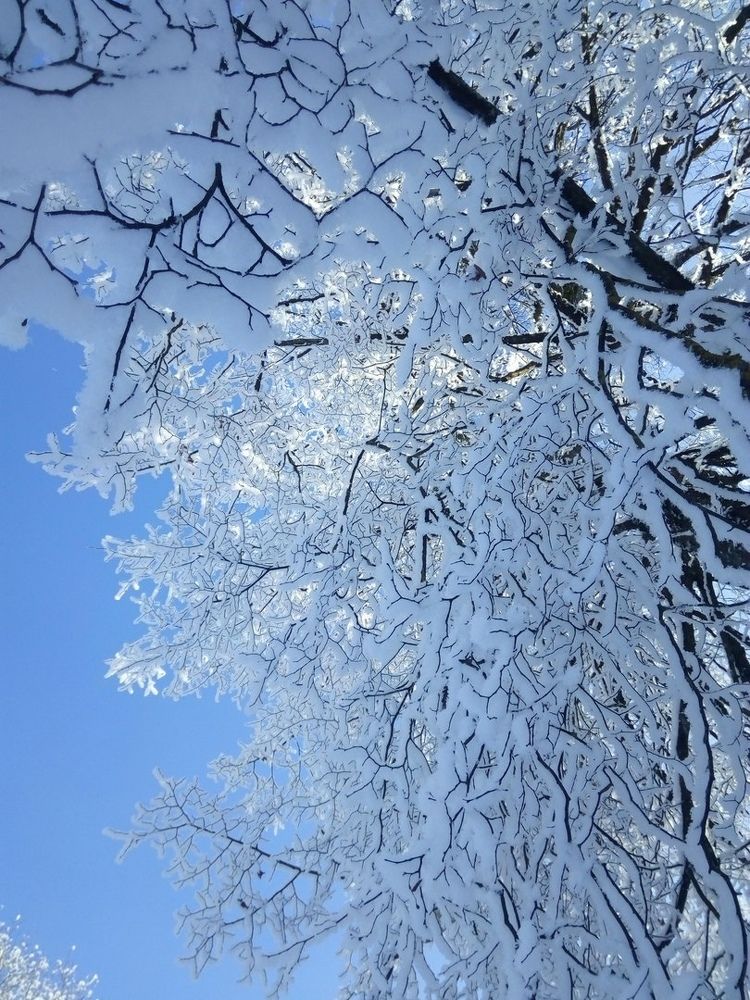 И я затаился, почти не дыша… Ах, зимняя сказка, как ты хороша!