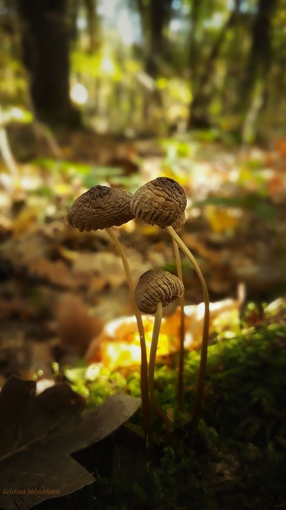 Макро в мобильной версии