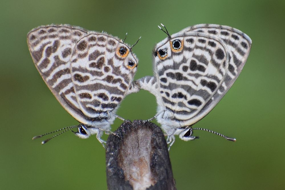 We R in Love for Future Generation