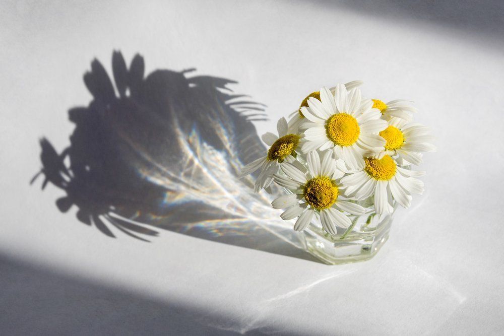 Ромашки для тенесмотрящего